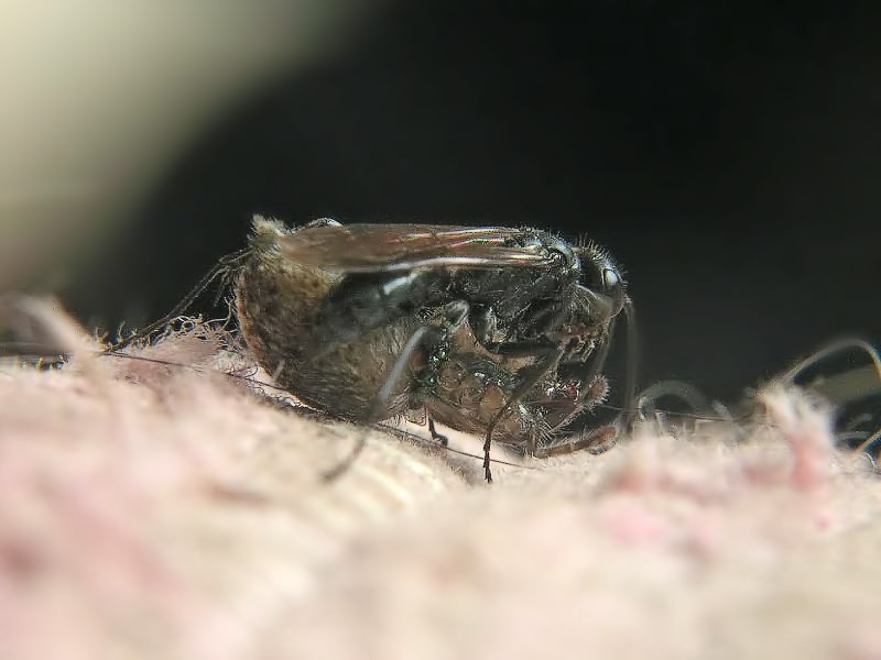 Auplopus carbonarius (Scopoli, 1763)